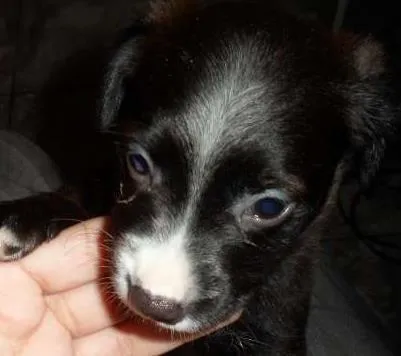 Cachorro ra a vira lata idade 2 a 6 meses nome Pretinho