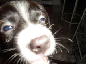 Cachorro raça vira lata idade 2 a 6 meses nome Pretinho