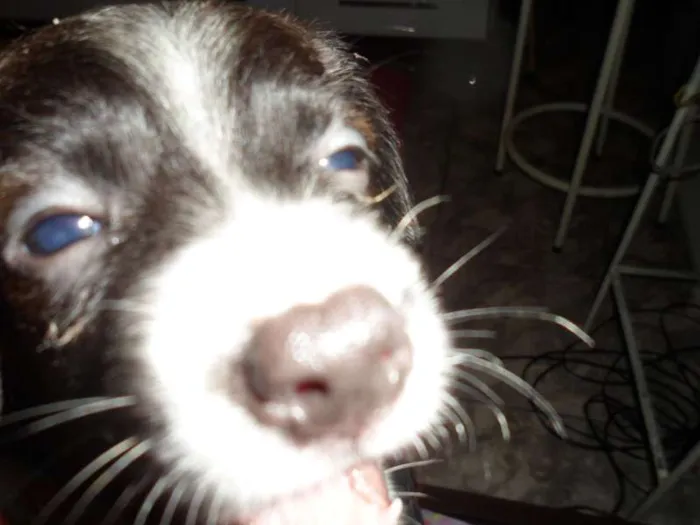 Cachorro ra a vira lata idade 2 a 6 meses nome Pretinho