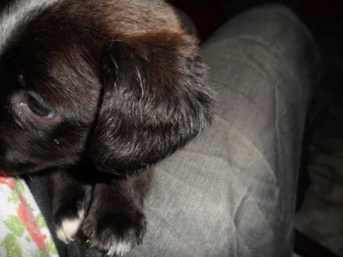 Cachorro ra a vira lata idade 2 a 6 meses nome Pretinho