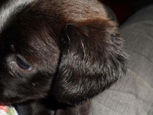 Cachorro ra a vira lata idade 2 a 6 meses nome Pretinho