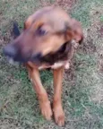 Megui
