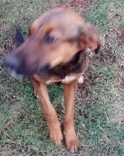 Cachorro ra a  idade 7 a 11 meses nome Megui