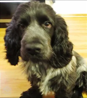 Cachorro raça Cocker idade 2 anos nome Tufão