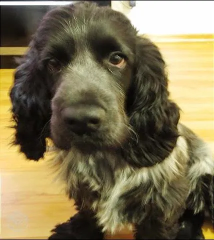 Cachorro ra a Cocker idade 2 anos nome Tufão