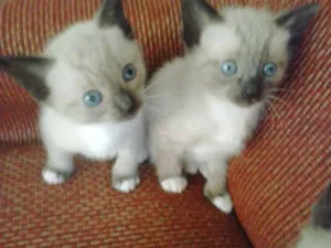 Gato raça Siamês idade 2 a 6 meses nome ambos nao tem
