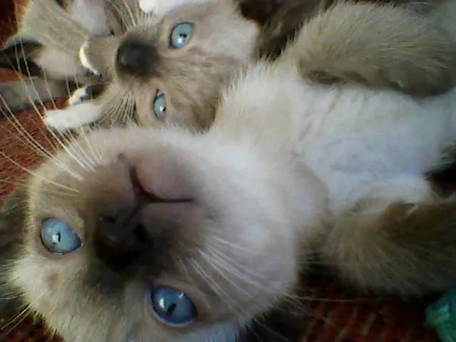 Gato ra a Siamês idade 2 a 6 meses nome ambos nao tem