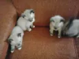 ambos nao tem