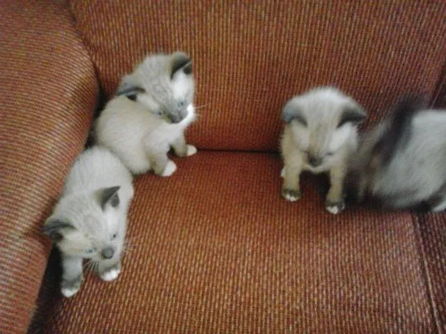 Gato ra a Siamês idade 2 a 6 meses nome ambos nao tem