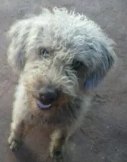 Cachorro raça Poodle idade  nome Procura Dono