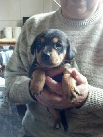 Cachorro ra a SRD idade Abaixo de 2 meses nome Sem nome