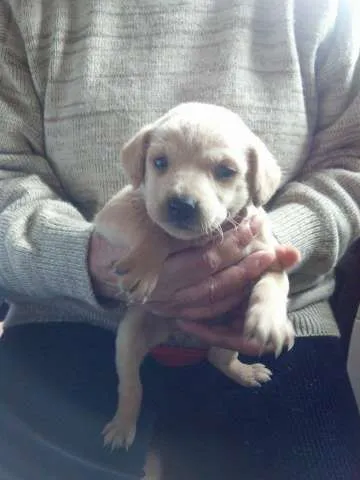 Cachorro ra a SRD idade Abaixo de 2 meses nome Sem nome