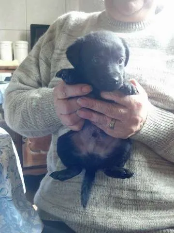 Cachorro ra a SRD idade Abaixo de 2 meses nome Sem nome