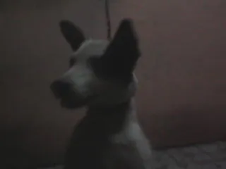Cachorro ra a DESCONHECIDA idade 2 anos nome PINCESA