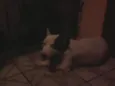 PINCESA
