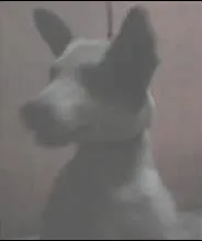 Cachorro ra a DESCONHECIDA idade 2 anos nome PINCESA