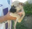 vários