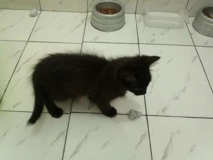 Gato ra a SRD idade 2 a 6 meses nome Sem nome