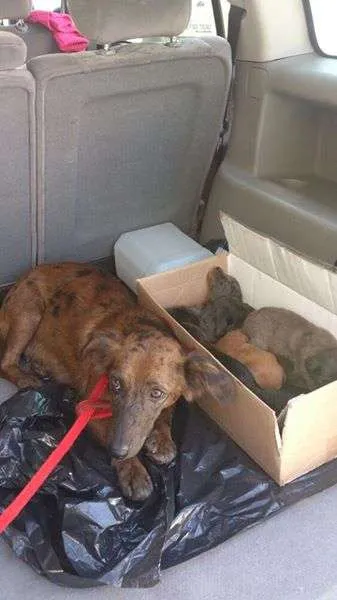 Cachorro ra a SRD idade Abaixo de 2 meses nome A DEFINIR