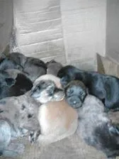 Cachorro ra a SRD idade Abaixo de 2 meses nome A DEFINIR