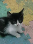 gatinhos