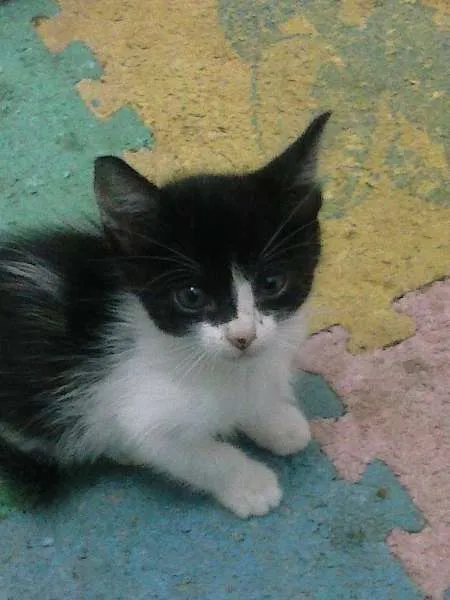 Gato ra a SRD idade Abaixo de 2 meses nome gatinhos
