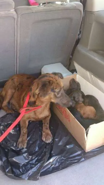 Cachorro ra a SRD idade Abaixo de 2 meses nome A DEFINIR