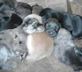 Cachorro ra a SRD idade Abaixo de 2 meses nome A DEFINIR