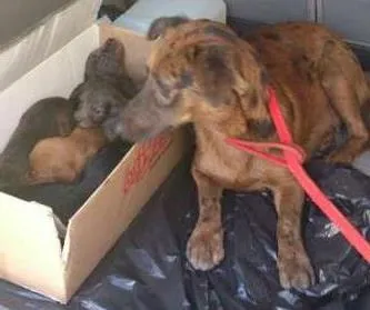 Cachorro ra a SRD idade Abaixo de 2 meses nome A DEFINIR