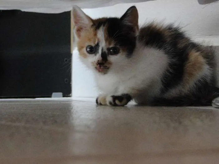 Gato ra a mestiça idade 2 a 6 meses nome bebes