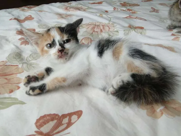 Gato ra a mestiça idade 2 a 6 meses nome bebes