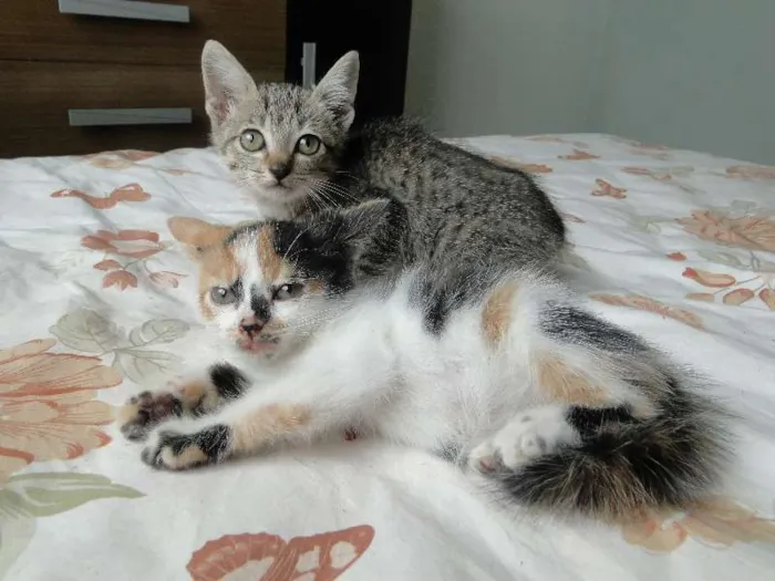 Gato ra a mestiça idade 2 a 6 meses nome bebes