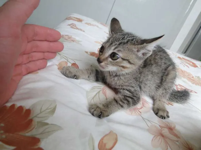 Gato ra a mestiça idade 2 a 6 meses nome bebes