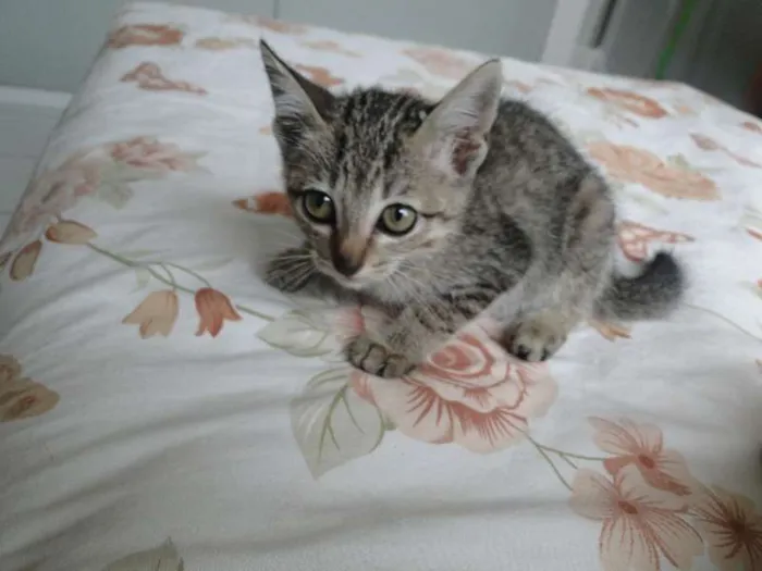 Gato ra a mestiça idade 2 a 6 meses nome bebes
