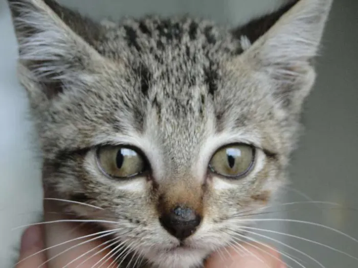 Gato ra a mestiça idade 2 a 6 meses nome bebes