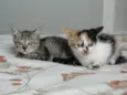 bebes
