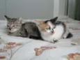 bebes