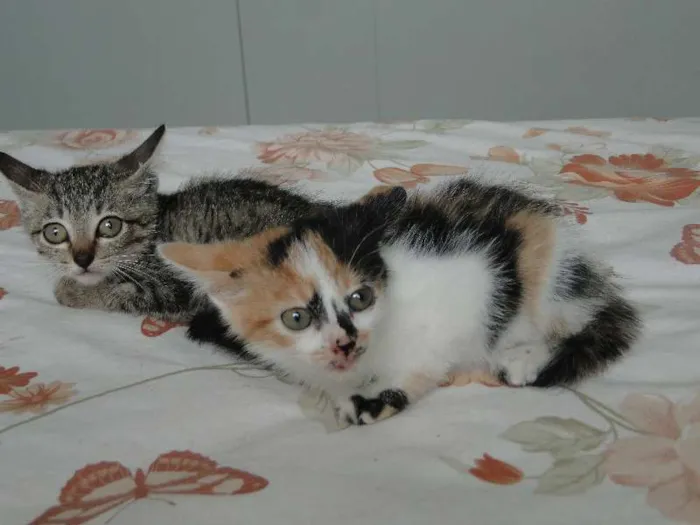 Gato ra a mestiça idade 2 a 6 meses nome bebes
