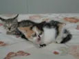 bebes