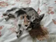 bebes