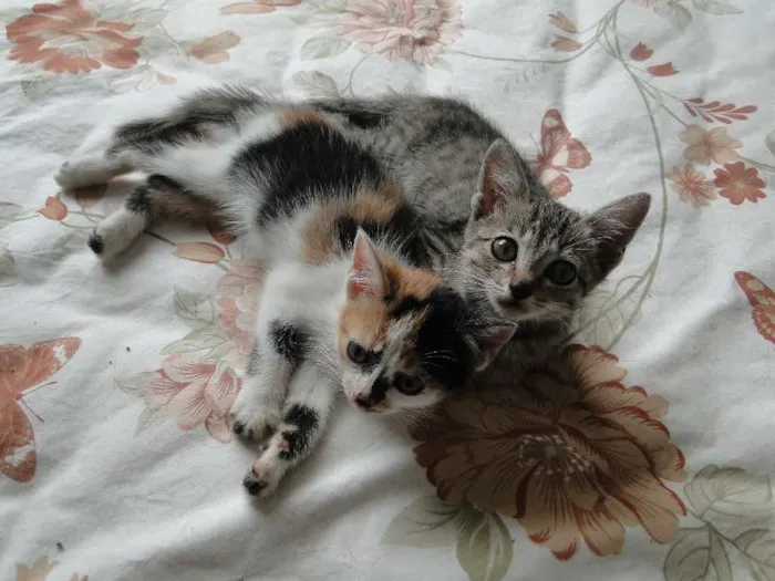 Gato ra a mestiça idade 2 a 6 meses nome bebes