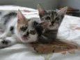 bebes