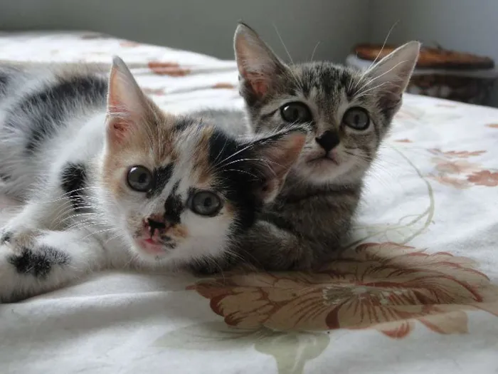 Gato ra a mestiça idade 2 a 6 meses nome bebes