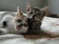 bebes