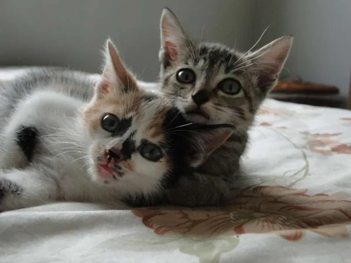Gato ra a mestiça idade 2 a 6 meses nome bebes