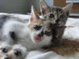 bebes
