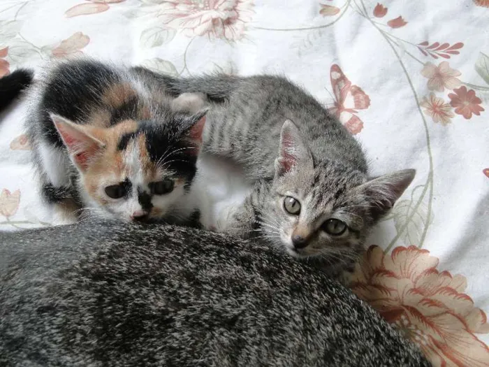 Gato ra a mestiça idade 2 a 6 meses nome bebes