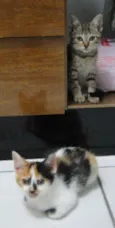 bebes