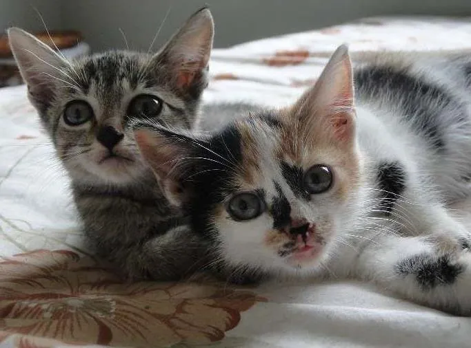 Gato ra a mestiça idade 2 a 6 meses nome bebes