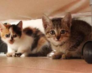 Gato raça mestiça idade 2 a 6 meses nome bebes